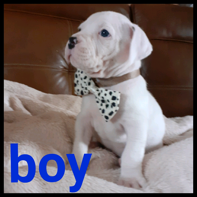 dogo argentino for sale gumtree